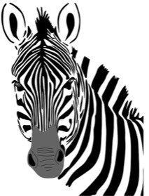 cropped-zebra-4